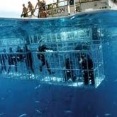 Shark Cage